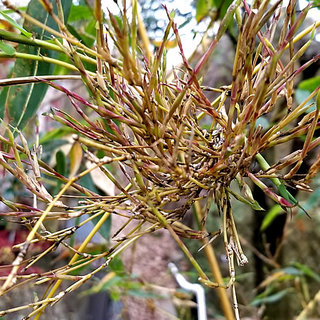 牧野植物園でキンメイチク 金明竹 の花が咲きました 竹虎四代目がゆく