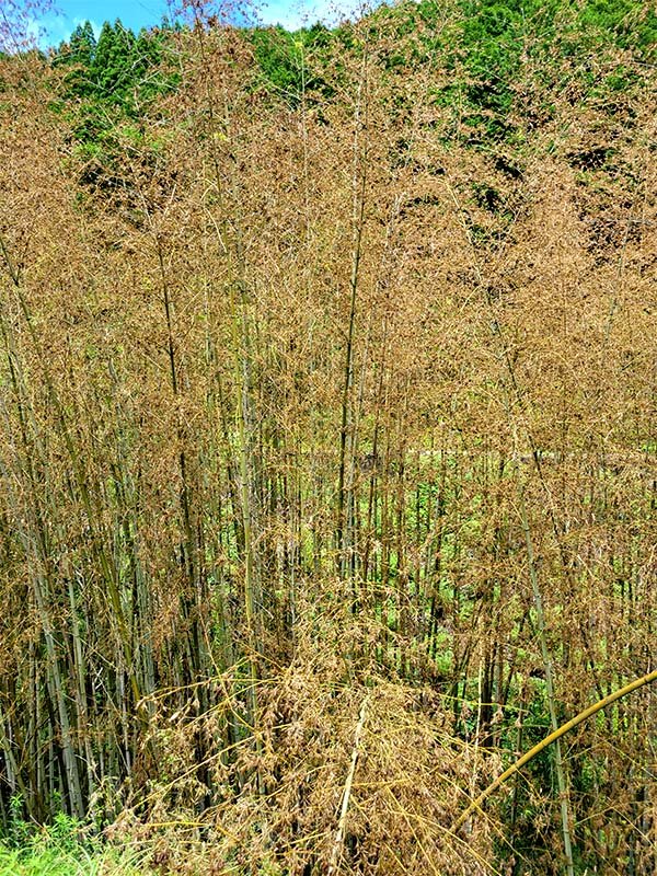 竹の開花