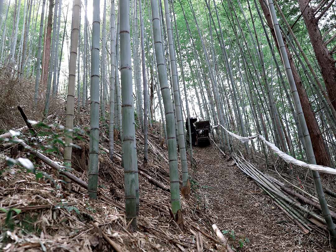 虎竹山出し