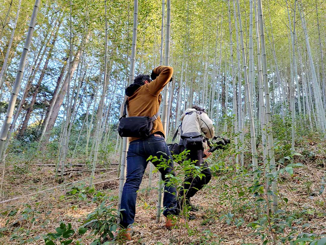 虎竹の竹林