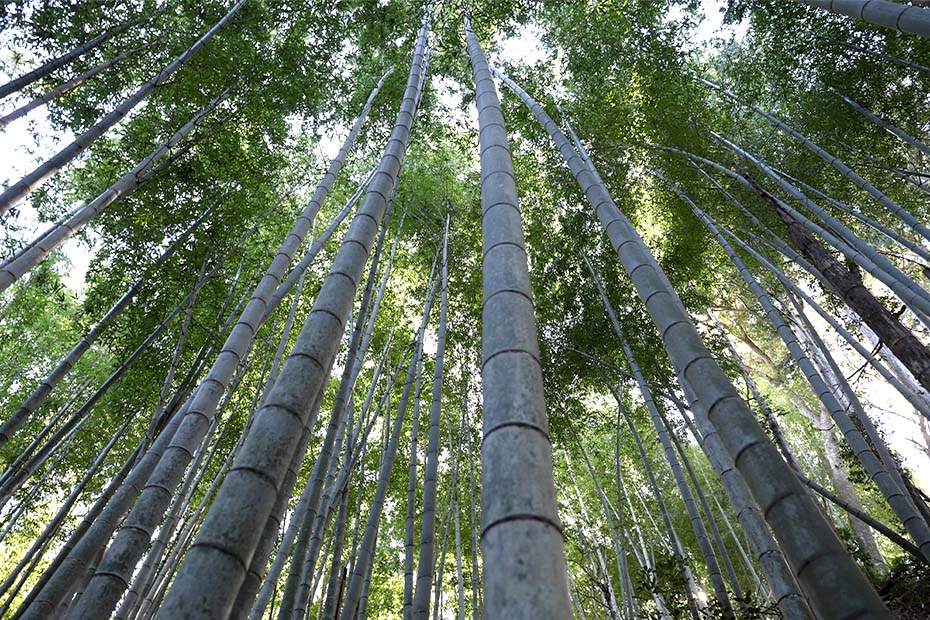 孟宗竹の竹林