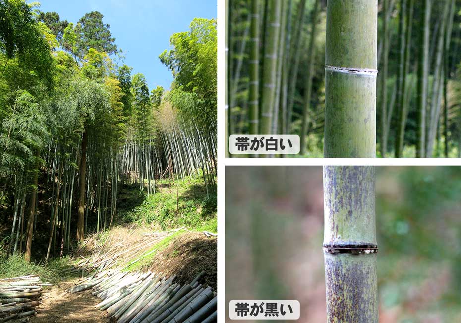 伐採する竹,節の色
