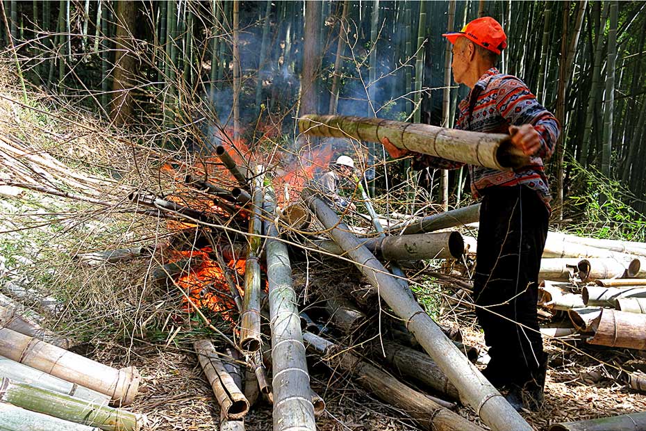 竹林で竹炭を作る職人